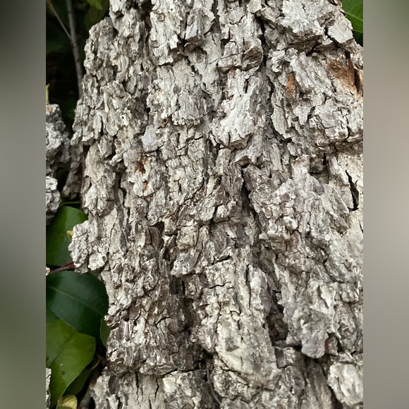 100% AUTHENTIC 150 year old TEXAS PECAN BARK (ARTS&CRAFTS) - Picture 4 of 6